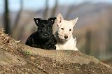 SCOTTISH TERRIER 049